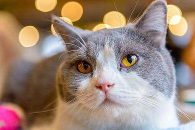 《龙之信条2》PC版更新后运行得更好 在城市卡顿更少